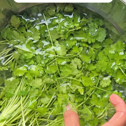 How To Store Cilantro Coriander Leaves Fresh For More Than Weeks